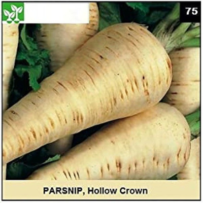 CYBEXIS HOLLOW CROWN PARSNIP500 Seeds Seed(500 per packet)