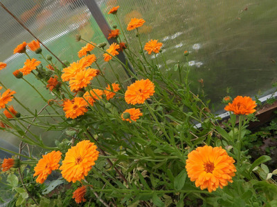 Quentova Organic Calendula-XIL Seed(25 per packet)