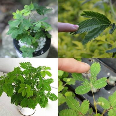 ibains Sensitive leaf plant seeds 32 Seed(32 per packet)
