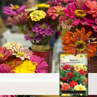 CYBEXIS XL-46 - Dahlia Dwarf Single Mix Flower - (60 Seeds) Seed(60 per packet)
