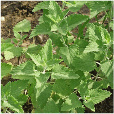 CYBEXIS NDIR-68 - Cat Mint Catnip - (13500 Seeds) Seed(13500 per packet)