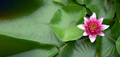 JDM Store lotus,kamal gatta Seed(10 per packet)