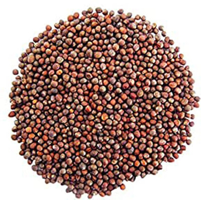 WILLVINE AMR -XIII F1 Hybrid Pant Gobhi-2 Cauliflower [10g, 3000 Seeds] Seed(3000 per packet)