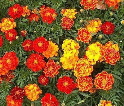 VibeX ® VMR-346 French Marigold Sparky Mix Seed(500 per packet)