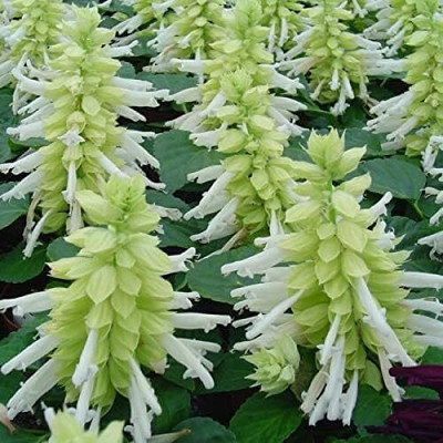 Lorvox Salvia Mix Seed(55 per packet)