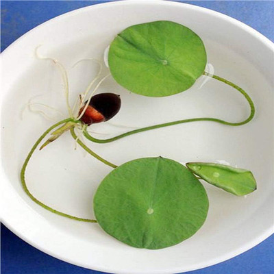 CRGO ™ VXI-473 Water Lily kit - Pond Plants Water Lilies Aquatic Plants-Bareroot Seed(15 per packet)