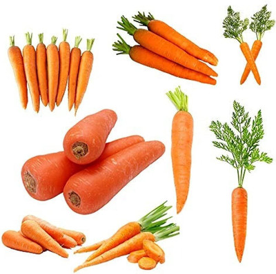 KNESSiN XIV-24 Carrot Seed(1000 per packet)