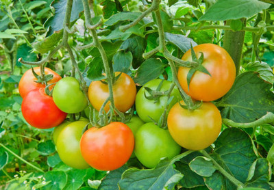 AGRAWBIC tomato seed Seed(100 per packet)