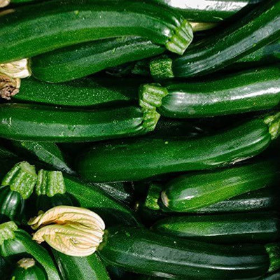 VibeX ® XXL-551 Squash(Organic) - Dark Green Zucchini Seed(100 per packet)
