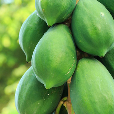 Quentova Papaya Fruit Seeds-SWAT-3F Seed(40 per packet)