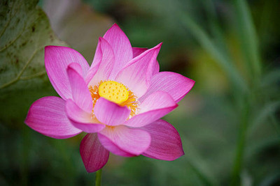 Farmer tech lotus,kamal gatta Seed(11 per packet)