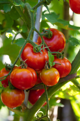 Phalfool tomato Seed(140 per packet)
