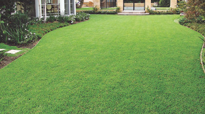 Dbbrothers lawn grass seeds for cold region Pack of 19499 Seed(19499 per packet)