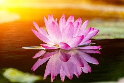 Shudh Online lotus,kamal gatta Seed(13 per packet)