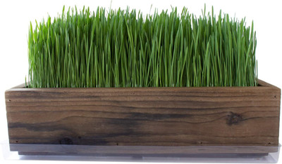 WILLVINE Non-GMO Hard Red Wheat Grass Sprouting Microgreens-[10000 Seeds] Seed(10000 per packet)