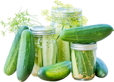 WILLVINE GBPUT-341 Picklebush Pickling Cucumber Seeds Seed(200 per packet)