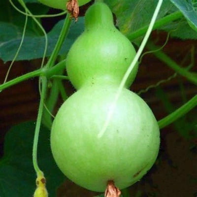 Qualtivate HYB-1A Birdhouse Gourd for Planting Seed(50 per packet)