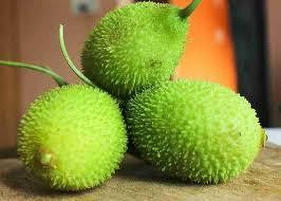 ibains Contola seeds Seed(9 per packet)