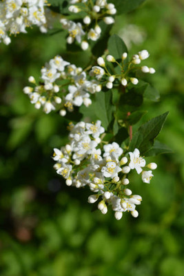 MAA gypsophila flower Seed(25 per packet)