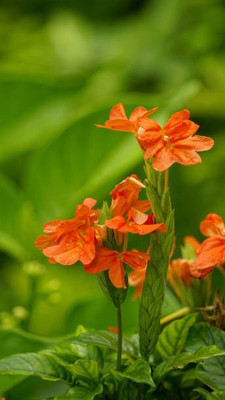 KNESSiN kanakambaram-firecracker-crossandra Seed(39 per packet)