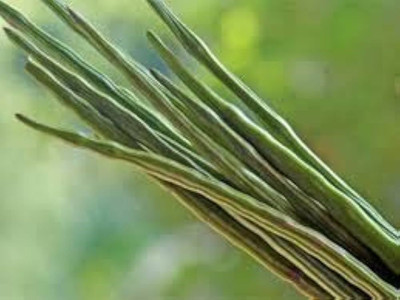 ibains All time hybrid moringa seeds Seed(146 per packet)