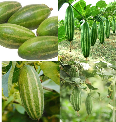 ibains Pointed gourd seeds for garden beej 32 Seed(32 per packet)