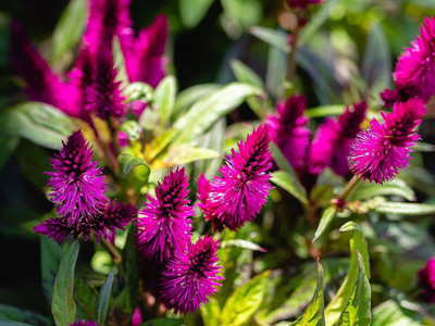Aywal Celosia Mixed Color Hybrid Flower Seeds For All Season Seed(90 per packet)
