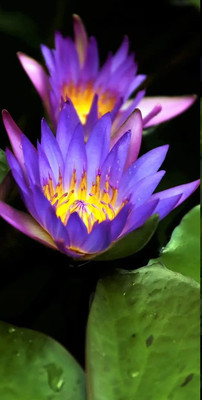 VibeX PAU-45 - Mixed Lotus - (270 Seeds) Seed(270 per packet)