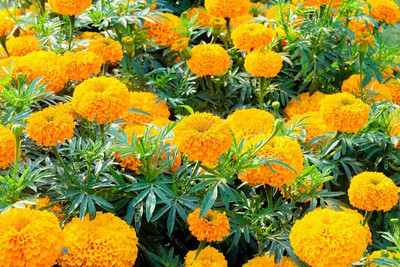 BISWAS Marigold F2 Dwarf Double Orange Flower Seeds For Home Gardening Seed(85 per packet)