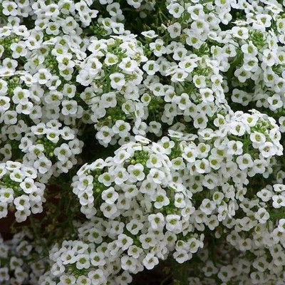 Avysa Sweet Alyssum Flower Seed(80 per packet)