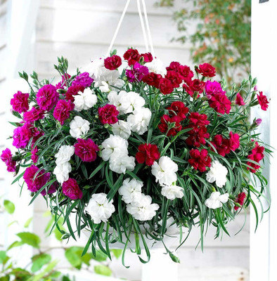 Epazo Carnation - Giant Double Chabaud Mix Seed(110 per packet)
