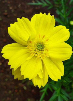 Lorvox Cosmos Hybrid Flower Seed(20 per packet)