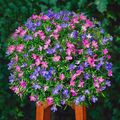 VibeX XLR-23 - Red Carpet Creeping Thyme - (1350 Seeds) Seed(1350 per packet)