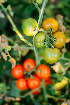 BrijBooti tomato Seed(70 per packet)