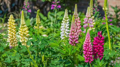 CWAN Lupine Flower Plant Seed(50 per packet)
