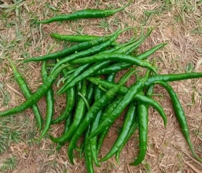 XOLDA Organic green chilli Seed(15 per packet)