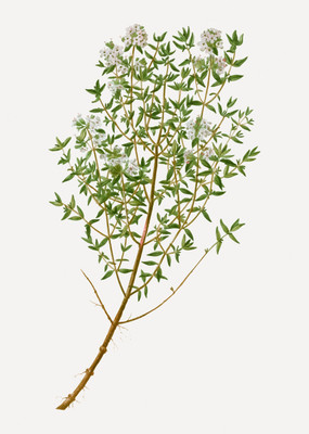 XOLDA Organic thyme herb Seed(23 per packet)