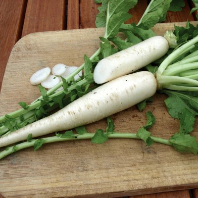 WYCAL White Radish (Mooli) Vegetable (मूली के बीज) Seed(300 per packet)