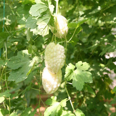 CYBEXIS Hubrid White Bittergourd Seeds200 Seeds Seed(200 per packet)