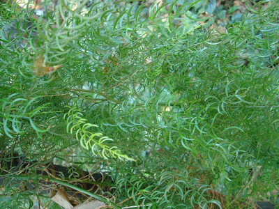 KNESSiN Herb Seed(100 per packet)