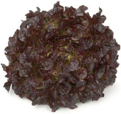 KNESSiN Oak Leaf Lettuce Seed(200 per packet)