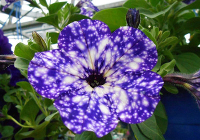 CYBEXIS Petunia 'Night Sky' Seed(50 per packet)