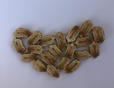 CYBEXIS XLL-86 - Organic Non-GMO Bitter Gourd - (300 Seeds) Seed(300 per packet)
