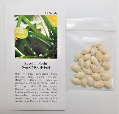 CYBEXIS HUA-99 - Zucchini Noche (Green) - (225 Seeds) Seed(225 per packet)