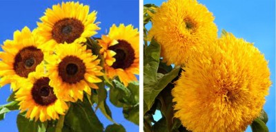 agri max gardens sungold and sunflower seeds hybrid seeds, for home gardening plant seeds Seed(30 per packet)