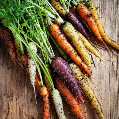 Biosnyg GUA-94 Rainbow Carrot Blend-[800 Seeds] Seed(800 per packet)