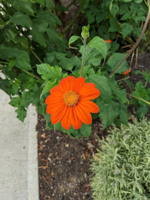 Quentova Tithonia Flower-GAV-5O Seed(75 per packet)