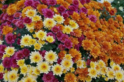 Lorvox CHRYSANTHEMUM CARINATUM MIXED FLOWER SEEDS FOR KITCHEN GARDEN Seed(100 per packet)