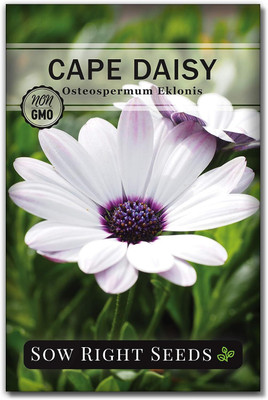 WILLVINE ™ Cape Daisy Seeds-2000 SEEDS Seed(2000 per packet)