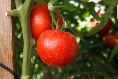 Infintegreen tomato Seed(120 per packet)